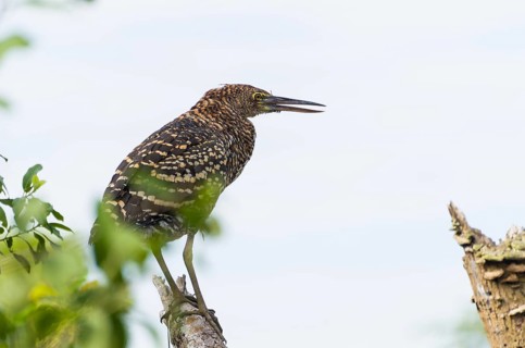 Beautiful Soco Boi or Rufescent Tiger-Heron (Tigrisoma lineatum) in the Brazilian wetland