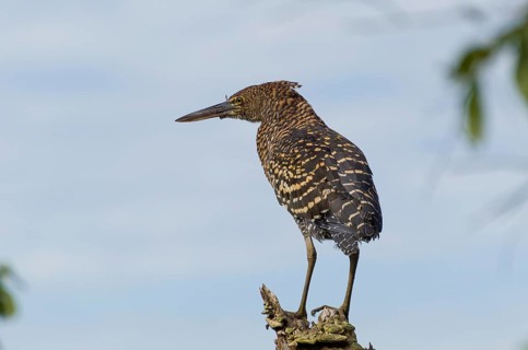 Beautiful Soco Boi or Rufescent Tiger-Heron (Tigrisoma lineatum) in the Brazilian wetland