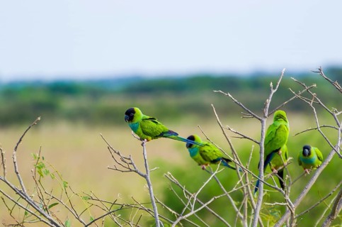 Beautiful birds Prince-Black Parakeets or Nanday Parakeet (Aratinga nenday) in a tree in the