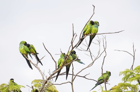 Beautiful birds Prince-Black Parakeets or Nanday Parakeet (Aratinga nenday) in a tree in the