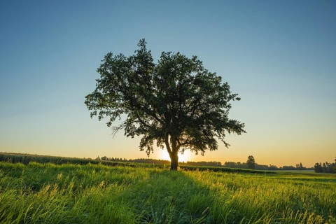 Old English oak (Quercus robur), Swabian Alb, Baden-Württemberg, Germany, Europe