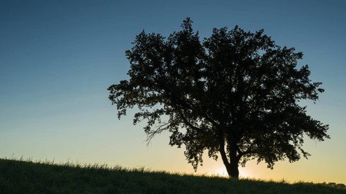 Old English oak (Quercus robur), Swabian Alb, Baden-Württemberg, Germany, Europe