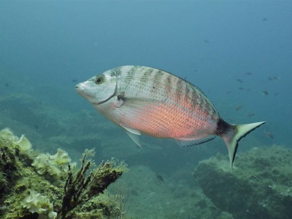 A sharpshout seabream (Diplodus puntazzo) swims in blue water near a reef. Dive site Marine reserve