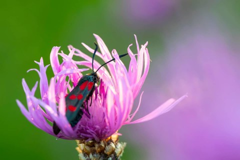Rams (Zygaenidae), insects, Göggingen, Krauchenwies, Sigmaringen district, Upper Danube Nature
