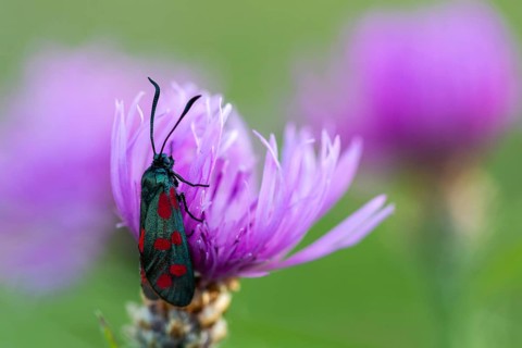Rams (Zygaenidae), insects, Göggingen, Krauchenwies, Sigmaringen district, Upper Danube Nature