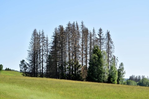 Forest dieback in the Hunsrück-Hochwald National Park with a group of dead conifers,