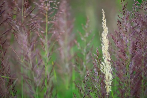 European Marram Grass (Ammophila arenaria), European Pipe Grass (Molinia caerulea), grasses,