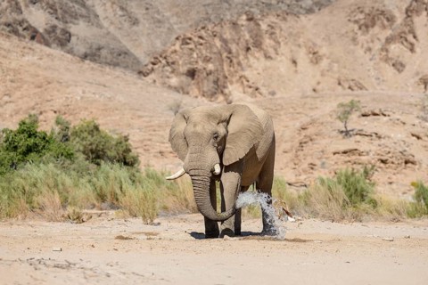 Desert elephant (Loxodonta africana) at a waterhole in the Hoarusib dry river, Kaokoveld, Kunene