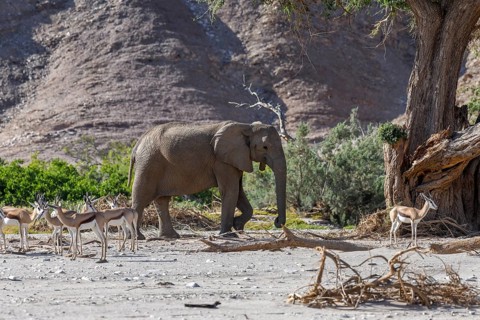 Angolan springbok (Antidorcas angolensis) and desert elephant (Loxodonta africana) in the Hoanib