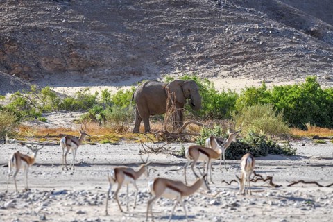 Angolan springbok (Antidorcas angolensis) and desert elephant (Loxodonta africana) in the Hoanib