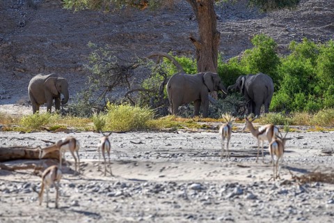 Angolan springboks (Antidorcas angolensis) and desert elephants (Loxodonta africana) in the Hoanib