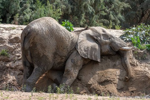 Desert elephant (Loxodonta africana) taking a sand bath in the Hoarusib dry river, Kaokoveld,