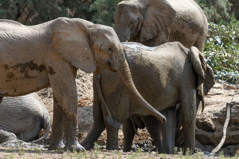 Desert elephants (Loxodonta africana) taking a mud bath in the Hoarusib dry river, Kaokoveld,