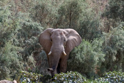 Desert elephant (Loxodonta africana) in the Hoarusib dry river, Kaokoveld, Kunene region, Namibia,
