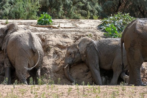 Desert elephants (Loxodonta africana) taking a sand bath in the Hoarusib dry river, Kaokoveld,