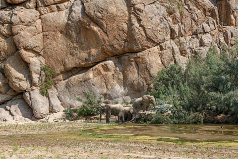 Desert elephants (Loxodonta africana) taking a mud bath in the Hoarusib dry river, Kaokoveld,