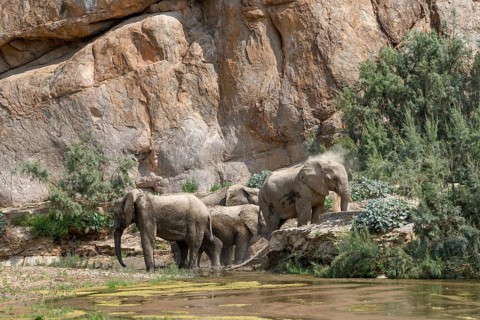 Desert elephants (Loxodonta africana) taking a mud bath in the Hoarusib dry river, Kaokoveld,