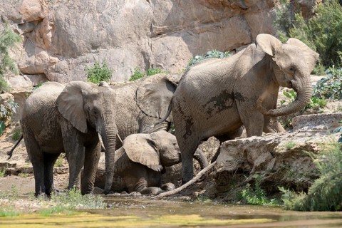 Desert elephants (Loxodonta africana) taking a mud bath in the Hoarusib dry river, Kaokoveld,