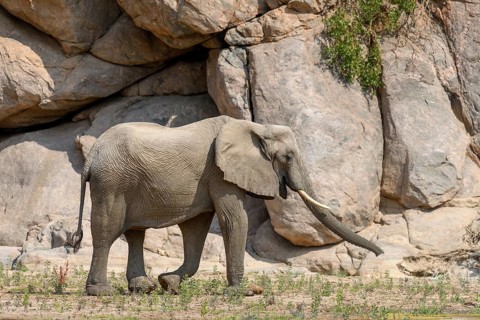 Desert elephant (Loxodonta africana) in the Hoarusib dry river, Kaokoveld, Kunene region, Namibia,