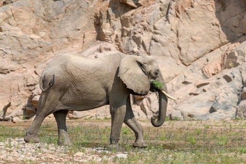 Desert elephant (Loxodonta africana) in the Hoarusib dry river, Kaokoveld, Kunene region, Namibia,