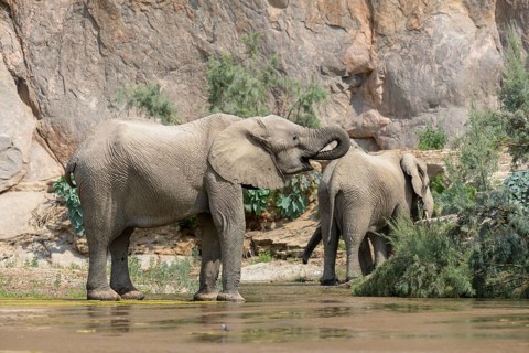 Desert elephants (Loxodonta africana) in the Hoarusib dry river, Kaokoveld, Kunene region, Namibia,