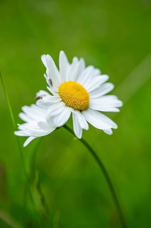 Close-up of oxeye daisy (leucanthemum vulgare) blossoms in spring, Bavaria, Germany, Europe