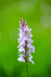 Close-up of broad-leaved marsh orchid (dactylorhiza majalis) blossoms in spring, Bavaria, Germany,