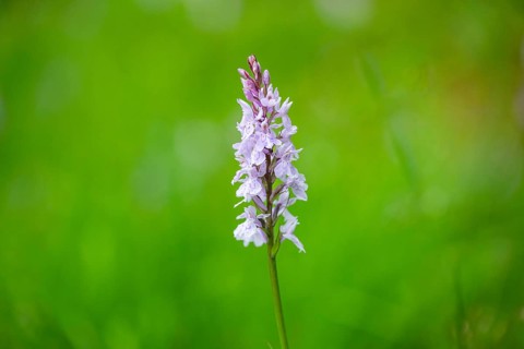 Close-up of broad-leaved marsh orchid (dactylorhiza majalis) blossoms in spring, Bavaria, Germany,