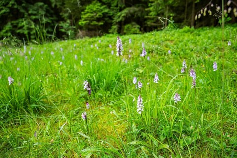 Close-up of broad-leaved marsh orchid (dactylorhiza majalis) blossoms in spring, Bavaria, Germany,