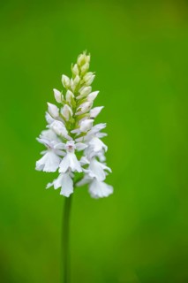 Close-up of broad-leaved marsh orchid (dactylorhiza majalis) blossoms in spring, Bavaria, Germany,