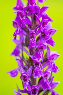 Close-up of broad-leaved marsh orchid (dactylorhiza majalis) blossoms in spring, Bavaria, Germany,