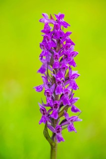 Close-up of broad-leaved marsh orchid (dactylorhiza majalis) blossoms in spring, Bavaria, Germany,