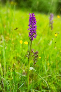 Close-up of broad-leaved marsh orchid (dactylorhiza majalis) blossoms in spring, Bavaria, Germany,