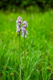 Close-up of broad-leaved marsh orchid (dactylorhiza majalis) blossoms in spring, Bavaria, Germany,