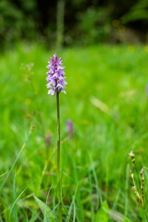 Close-up of broad-leaved marsh orchid (dactylorhiza majalis) blossoms in spring, Bavaria, Germany,
