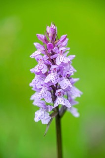 Close-up of broad-leaved marsh orchid (dactylorhiza majalis) blossoms in spring, Bavaria, Germany,