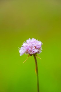 Close-up of common foxglove sea thrift (armeria maritima) blossoms in spring, Bavaria, Germany,