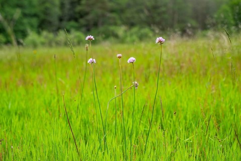 Close-up of common foxglove sea thrift (armeria maritima) blossoms in spring, Bavaria, Germany,