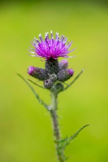Close-up of a European swamp thistle (Cirsium palustre) blossom in spring, Bavaria, Germany, Europe