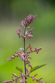 Common nettle (Urtica dioica), detail, spring, Bavaria, Germany, Europe