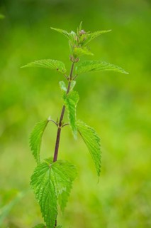Common nettle (Urtica dioica), detail, spring, Bavaria, Germany, Europe