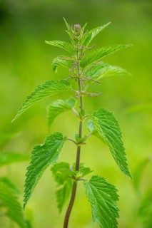 Common nettle (Urtica dioica), detail, spring, Bavaria, Germany, Europe