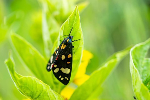 Scarlet tiger moth (Callimorpha dominula), Bavaria, Germany, Europe