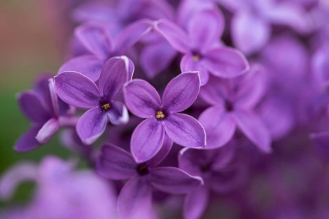 Close-up of common lilac (Syringa vulgaris) blossoms in spring, Bavaria, Germany, Europe
