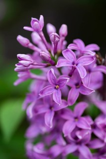 Close-up of common lilac (Syringa vulgaris) blossoms in spring, Bavaria, Germany, Europe