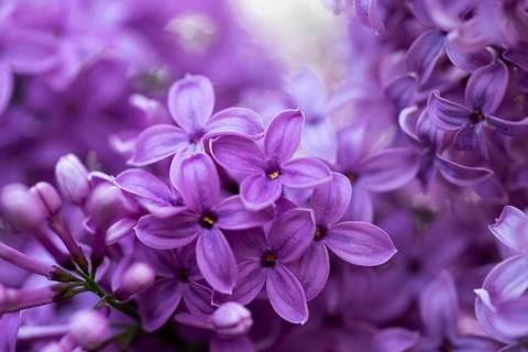 Close-up of common lilac (Syringa vulgaris) blossoms in spring, Bavaria, Germany, Europe