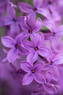 Close-up of common lilac (Syringa vulgaris) blossoms in spring, Bavaria, Germany, Europe