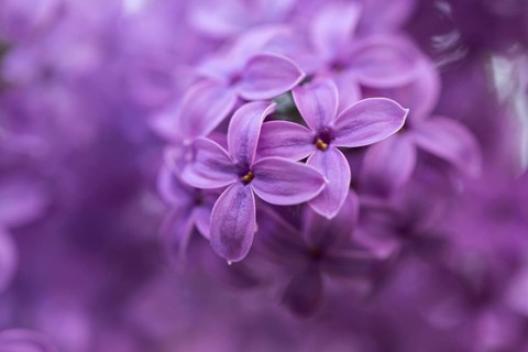 Close-up of common lilac (Syringa vulgaris) blossoms in spring, Bavaria, Germany, Europe