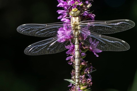 Southern Hawker (Aeshna cyanea), Emsland, Lower Saxony, Germany, Europe