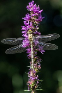 Southern Hawker (Aeshna cyanea), Emsland, Lower Saxony, Germany, Europe